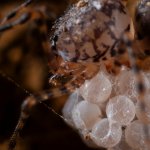 Femmina di ragno sputatore (Scytodes thoracica) con le uova sotto l'addome